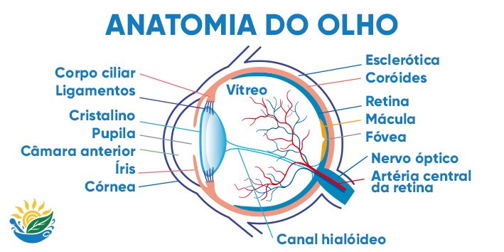 Saude ocular cuidados com a visao